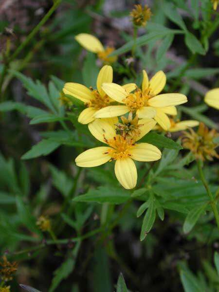 Image of <i>Bidens sandvicensis</i>