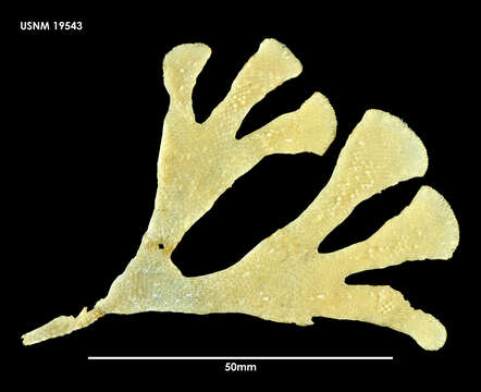 Image of Adelascopora secunda Hayward & Thorpe 1988