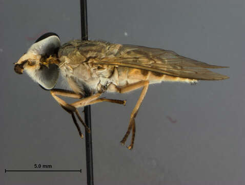 صورة Tabanus claripennis (Bigot 1892)