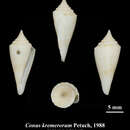 صورة Conus kremerorum Petuch 1988