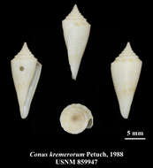 Image of Conus kremerorum Petuch 1988