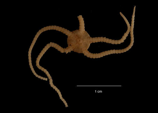 Image of Ophiura flexibilis var. crassa Mortensen 1936