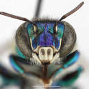 Image of Euglossa amazonica Dressler 1982