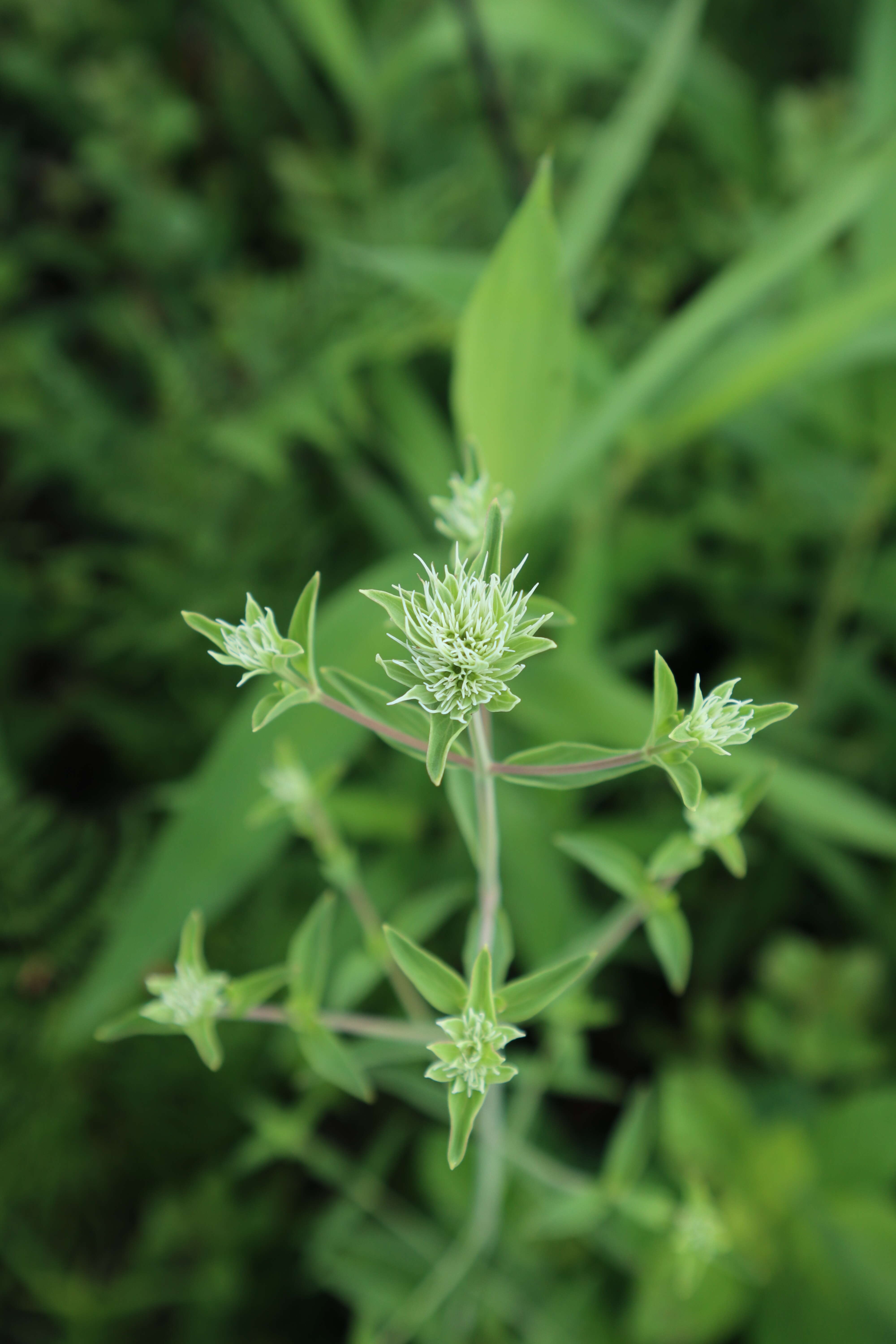 Image of Appalachian Mountain-Mint