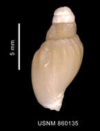 Image of Miomelon eltanini Dell 1990