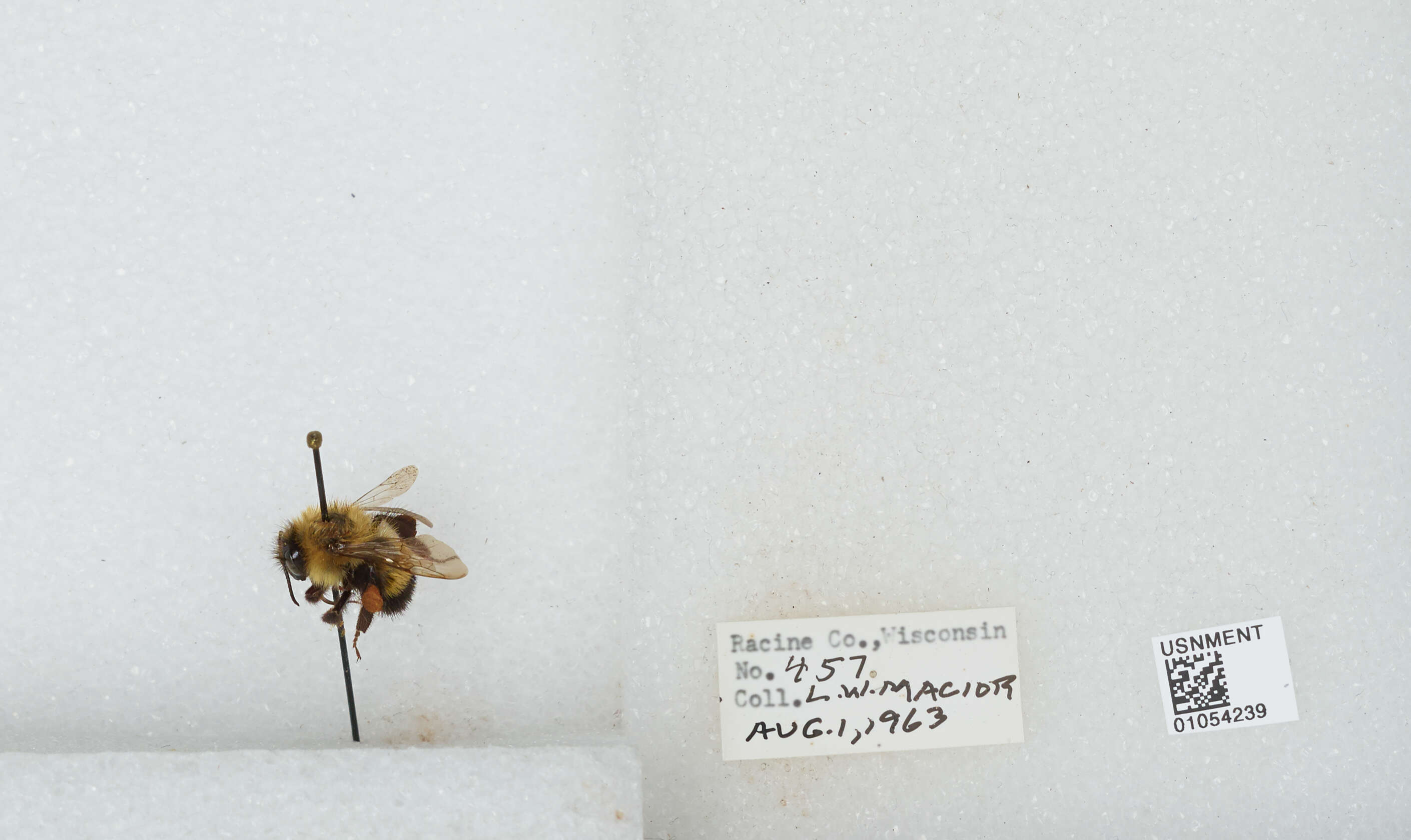 Слика од Bombus affinis Cresson 1864