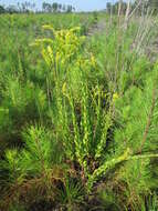 Image of pine barren goldenrod