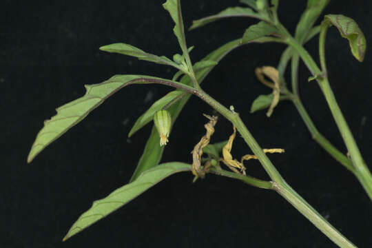 Image of cutleaf groundcherry