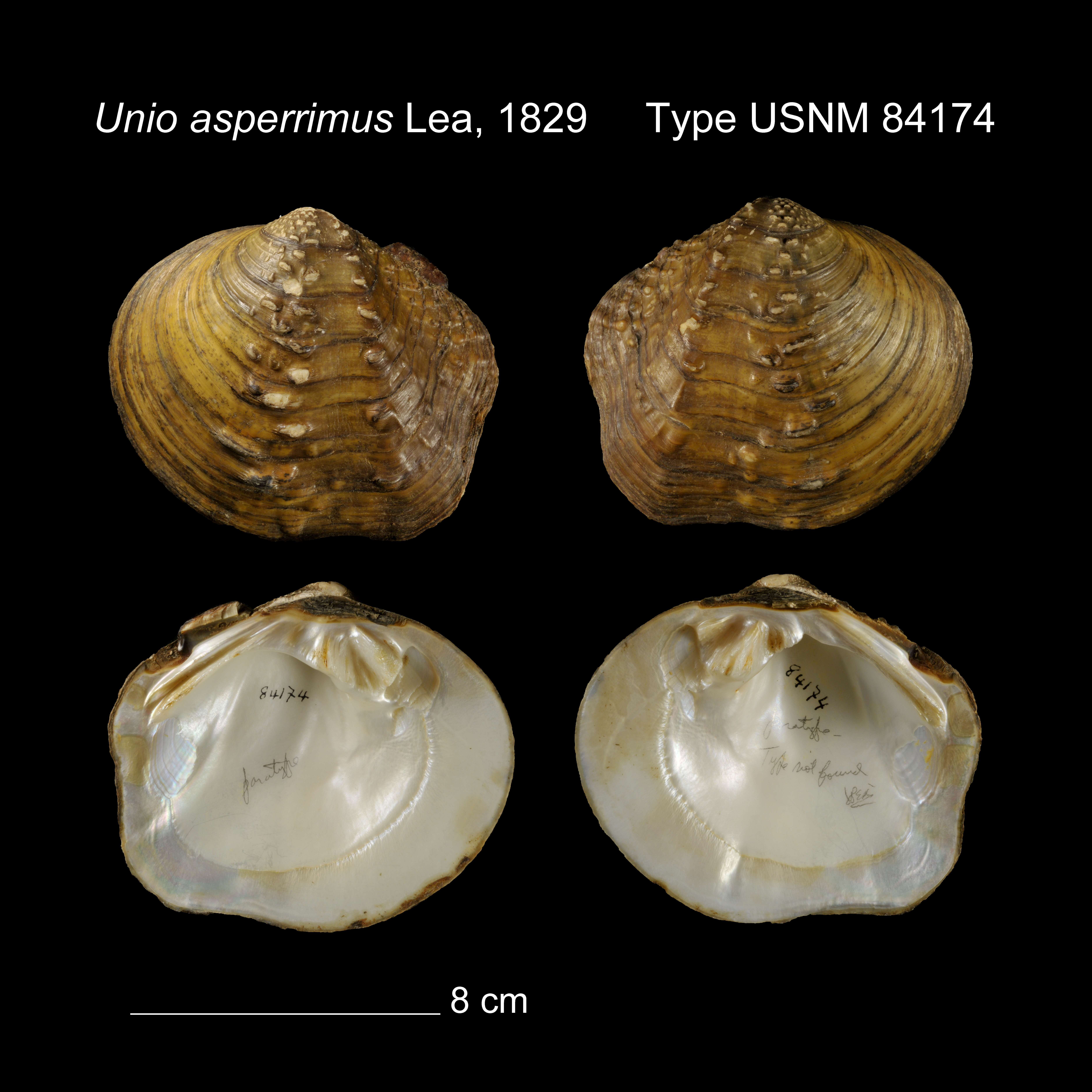 Image of Unio asperrimus I. Lea 1831