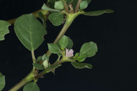 Image of desert horsepurslane