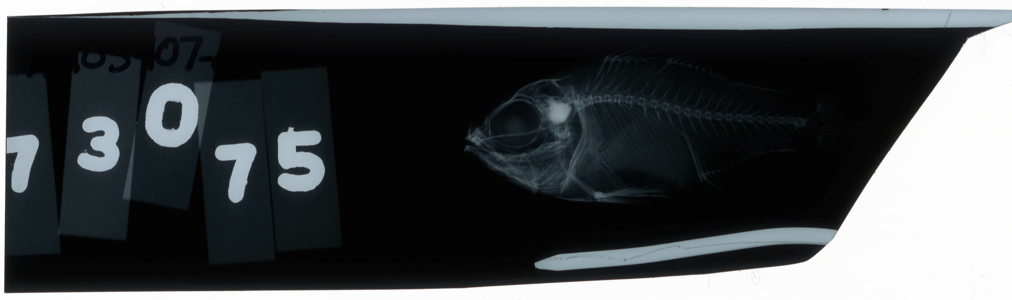 Image of bronze cardinalfish
