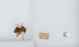 Imagem de Bombus diversus Smith 1869