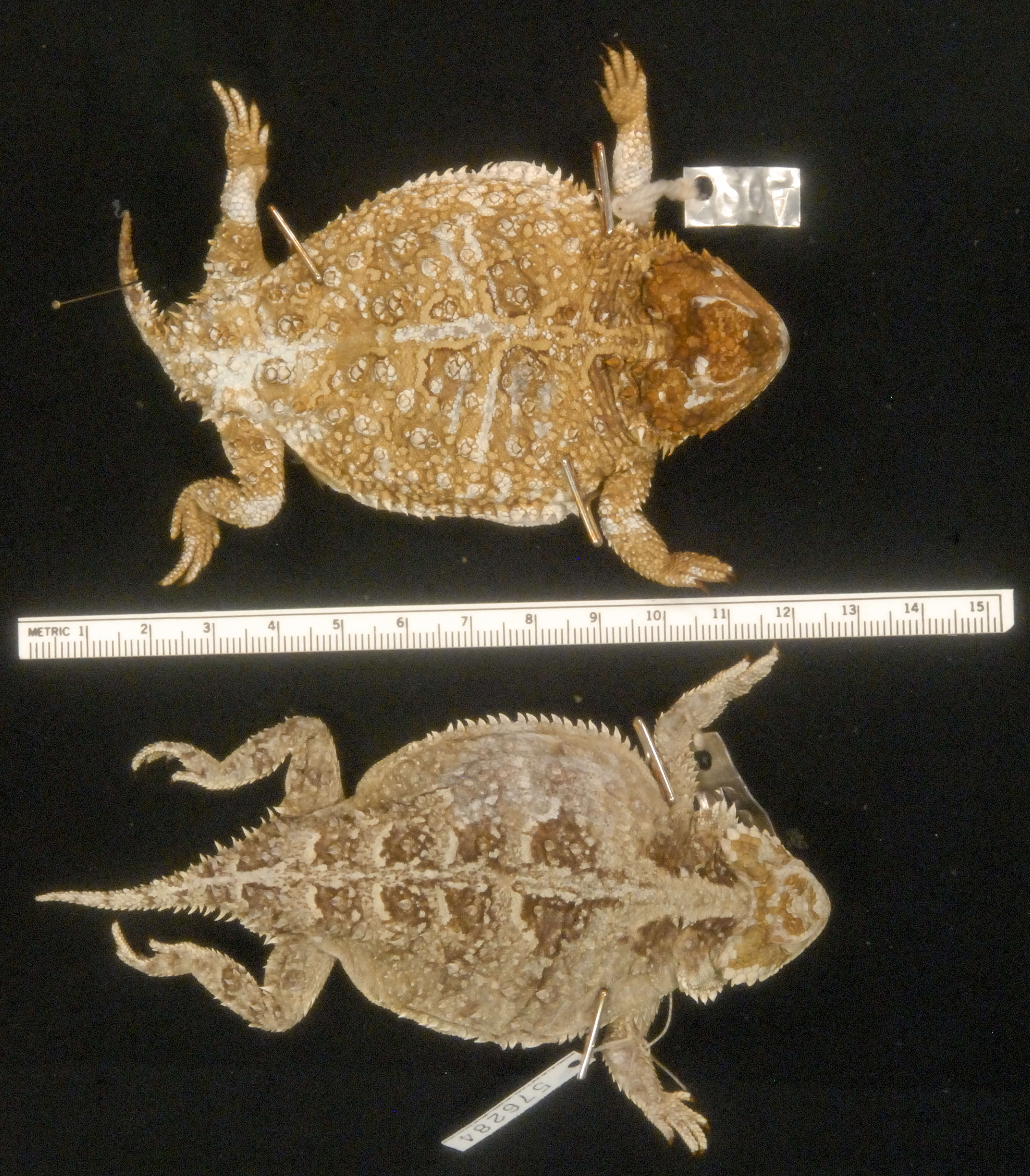 Image of Greater Short-horned Lizard