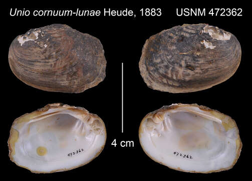 Image of Lamprotula leaii (Gray ex Griffith & Pidgeon 1833)