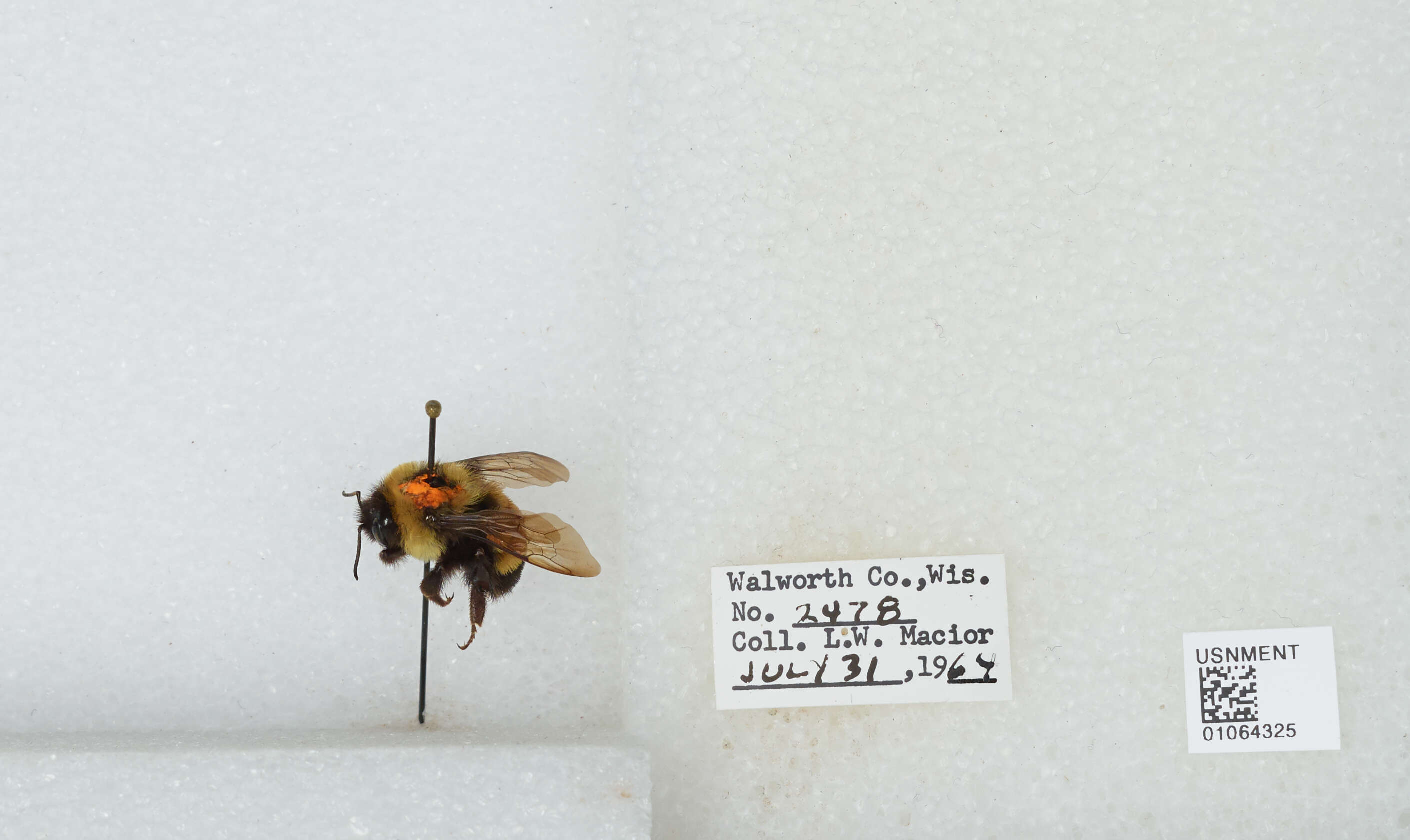 Слика од Bombus affinis Cresson 1864