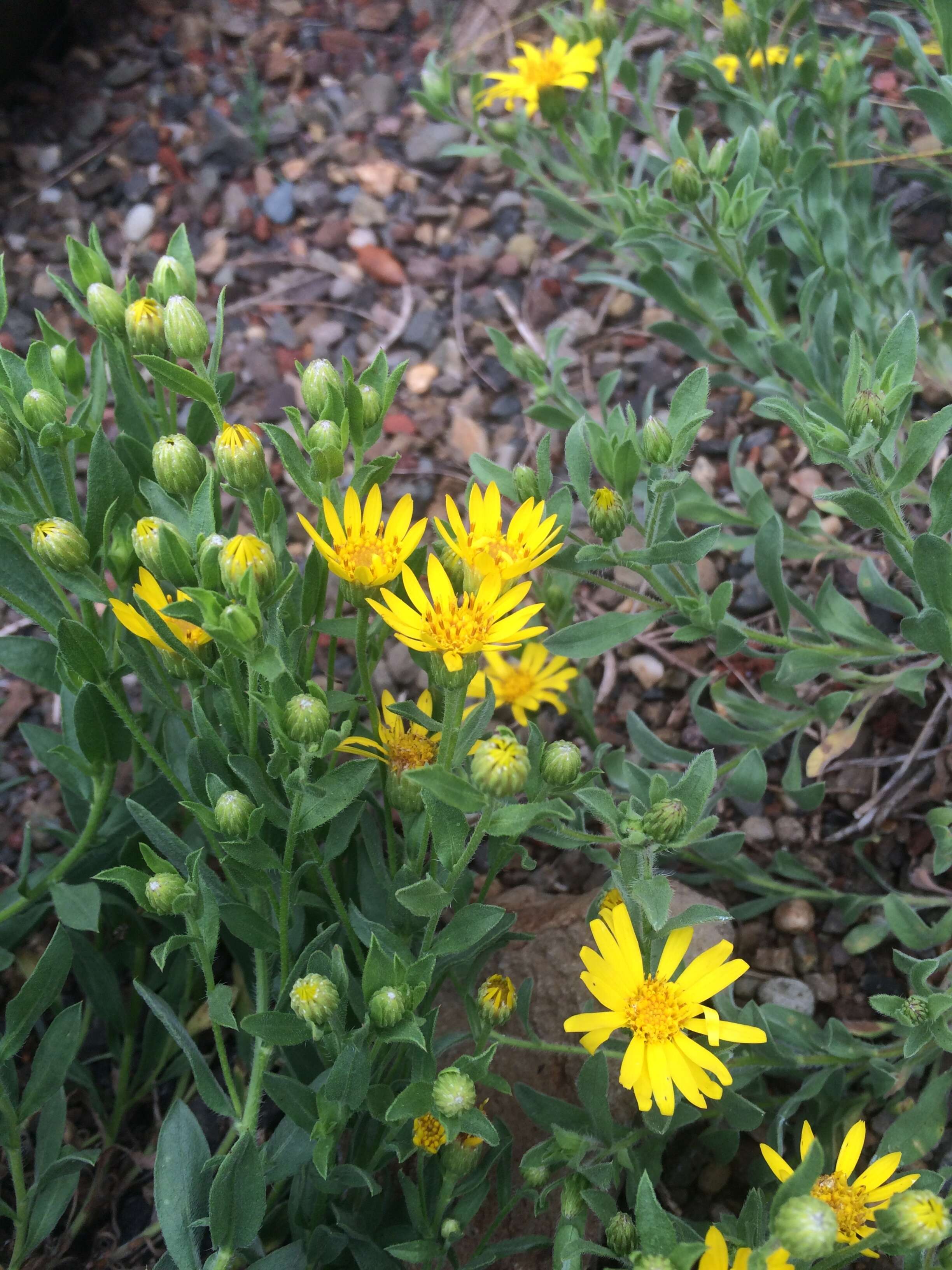 Image of hairy false goldenaster