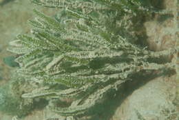Image of cactus tree alga