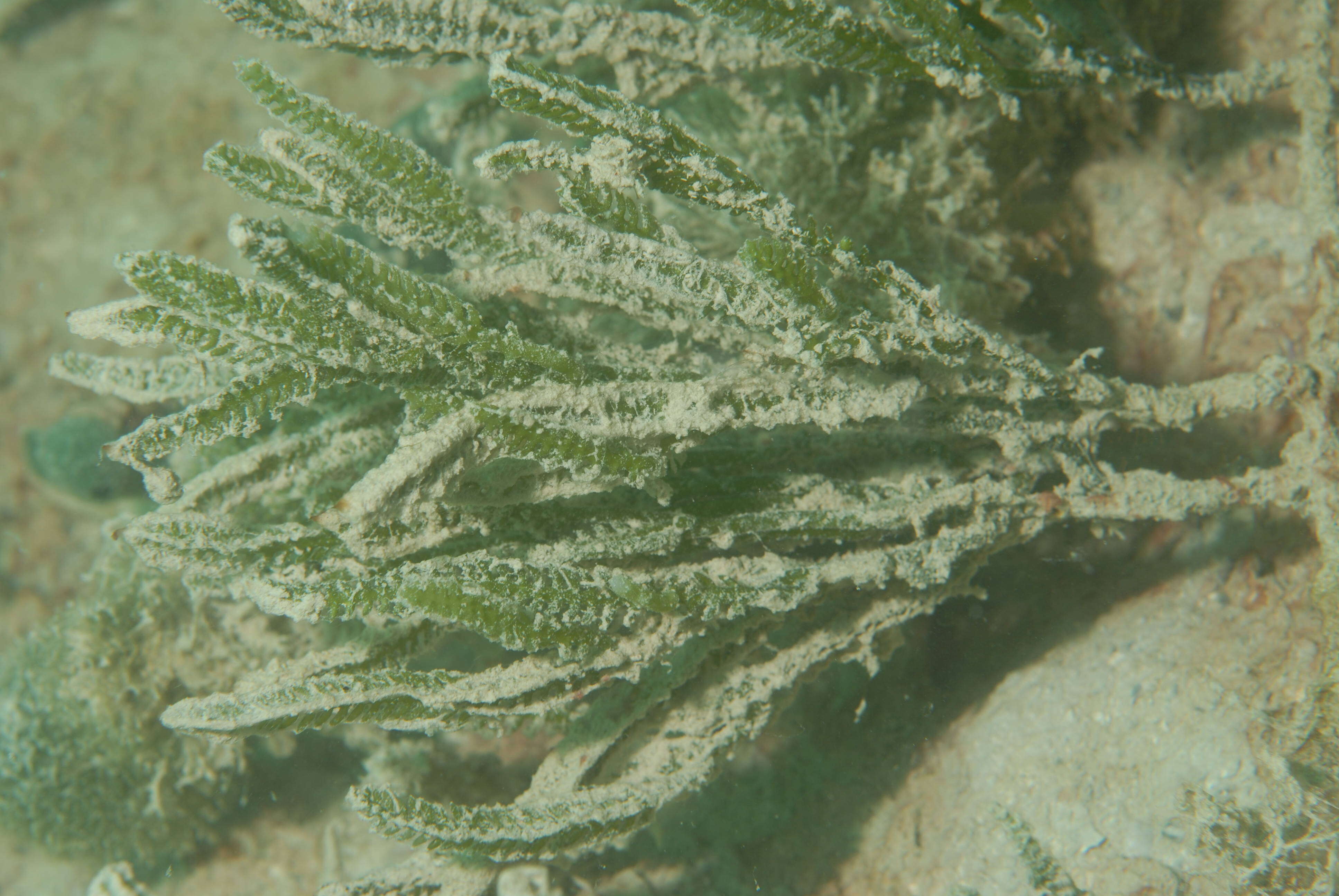 Image of cactus tree alga