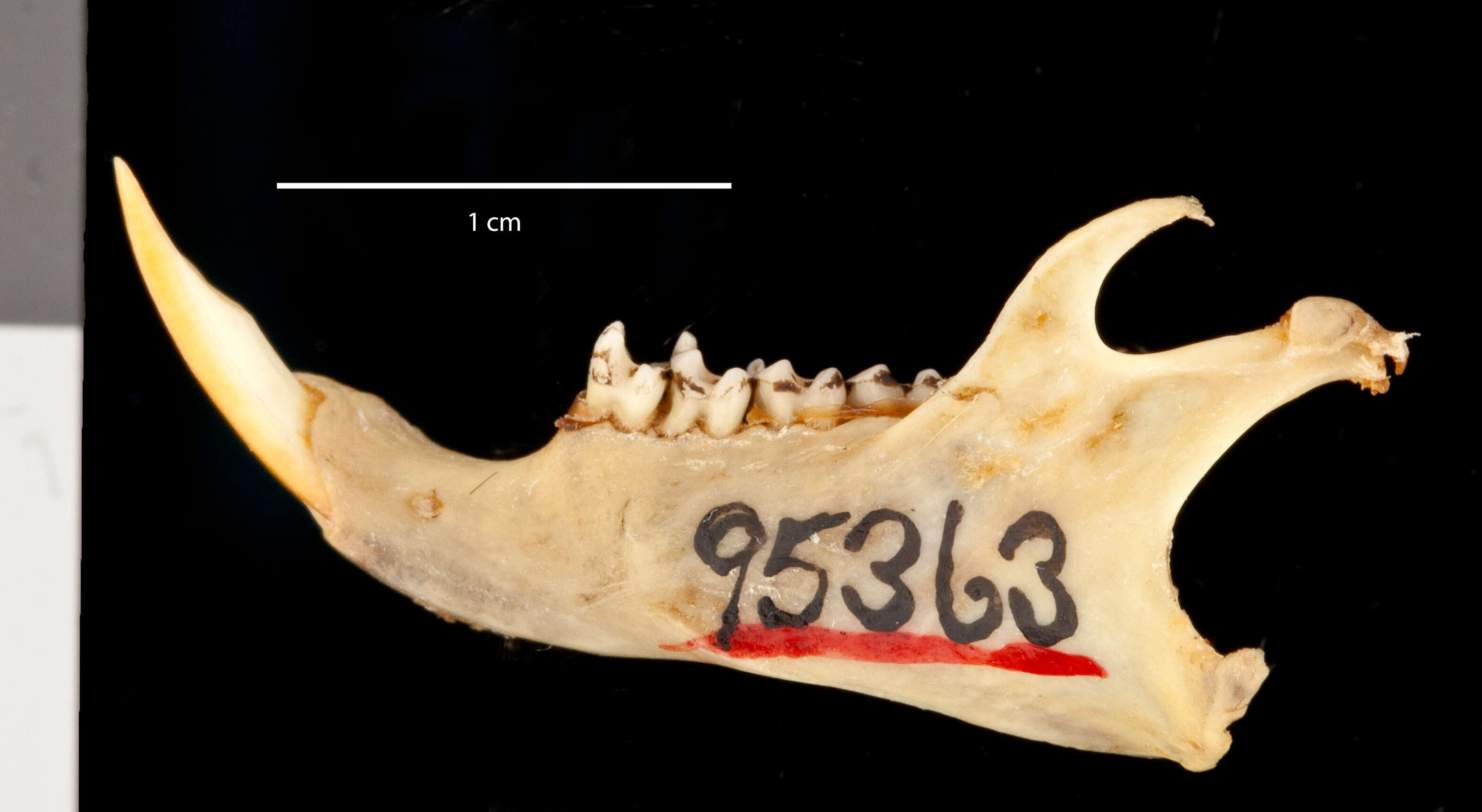 Callospermophilus madrensis (Merriam 1901) resmi