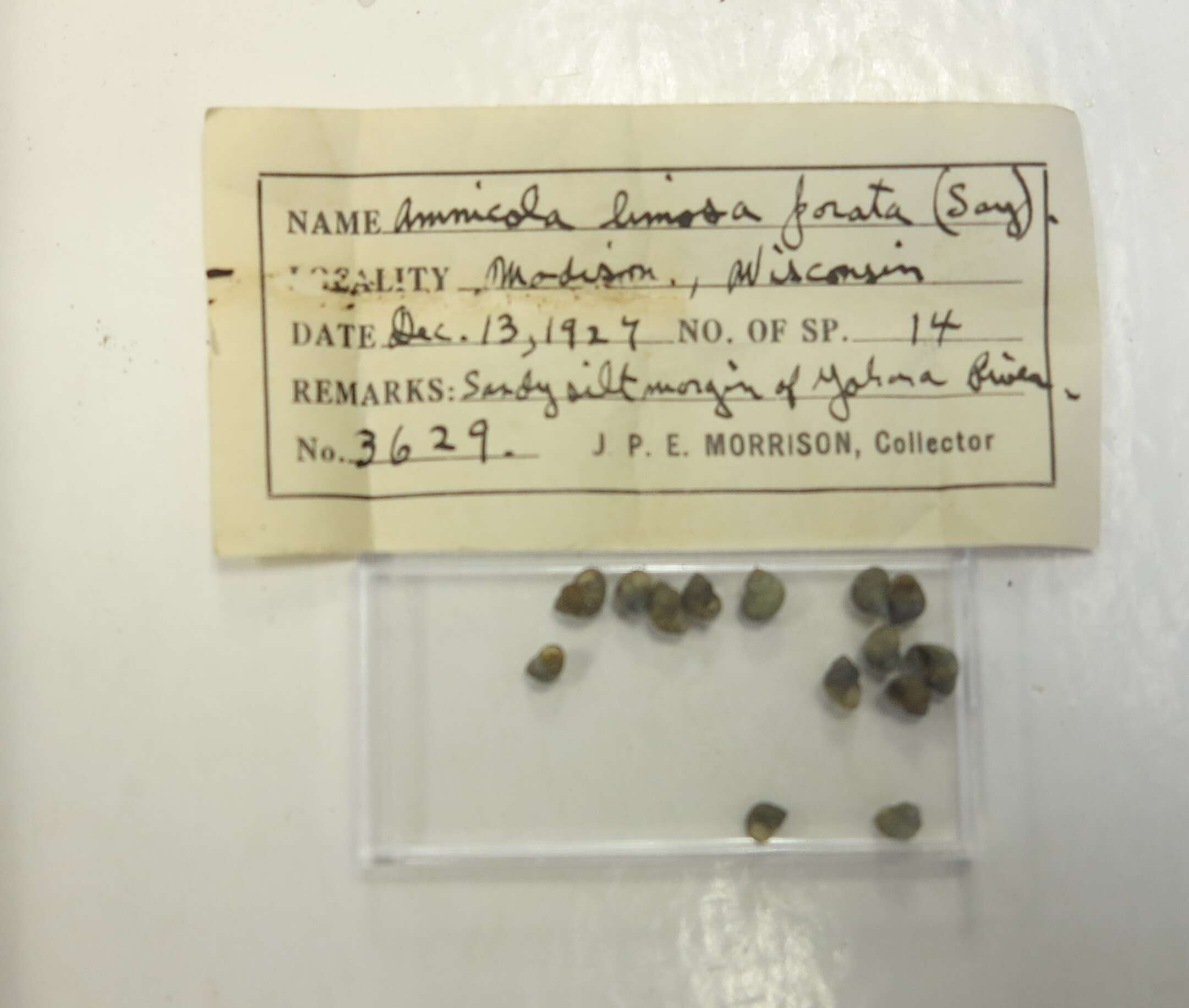 Amnicola limosus (Say 1817) resmi