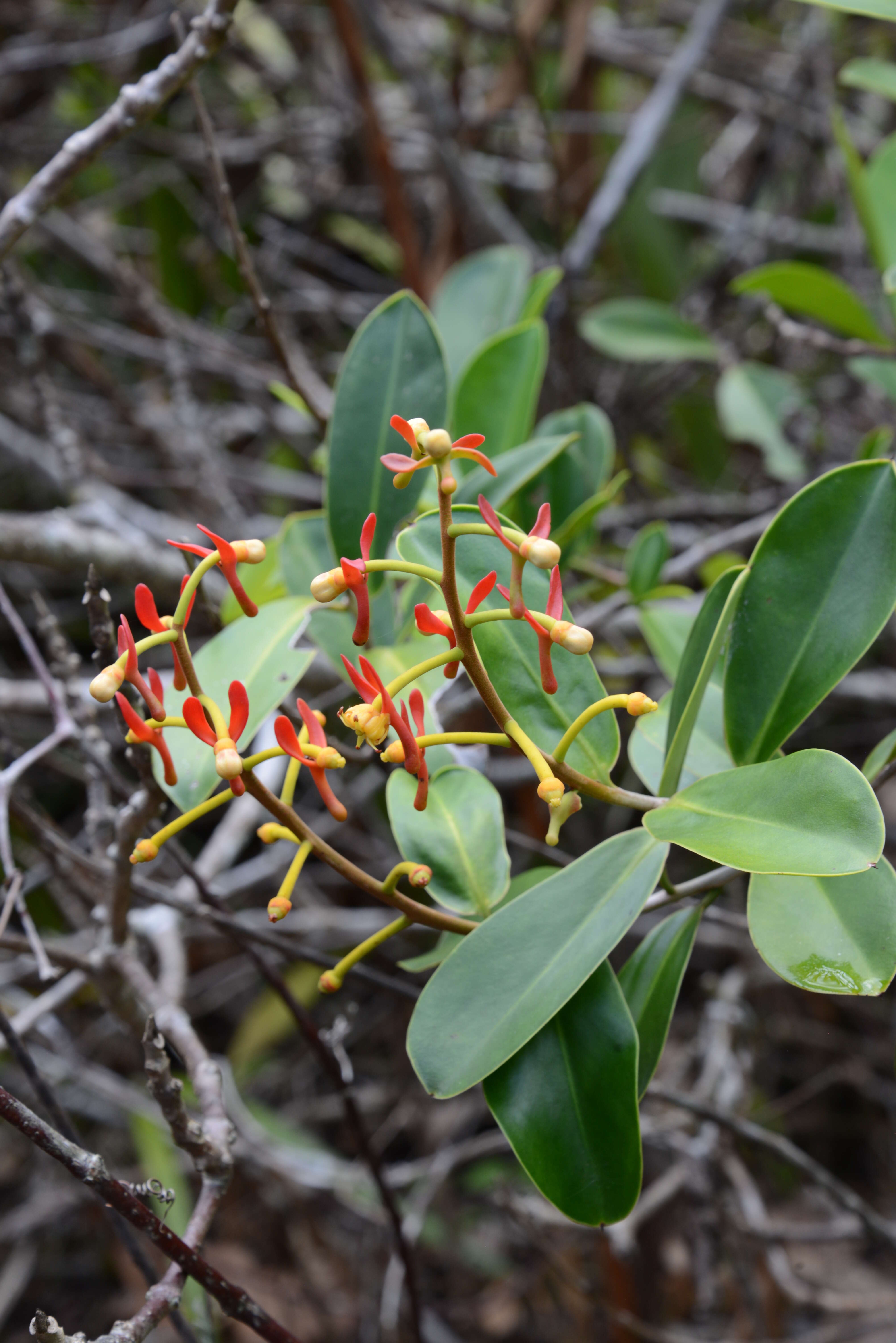 صورة Souroubea guianensis Aubl.