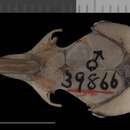 Image of Perognathus longimembris panamintinus Merriam 1894