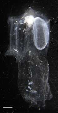 Image of Leptogorgia medusa (Bayer 1952)