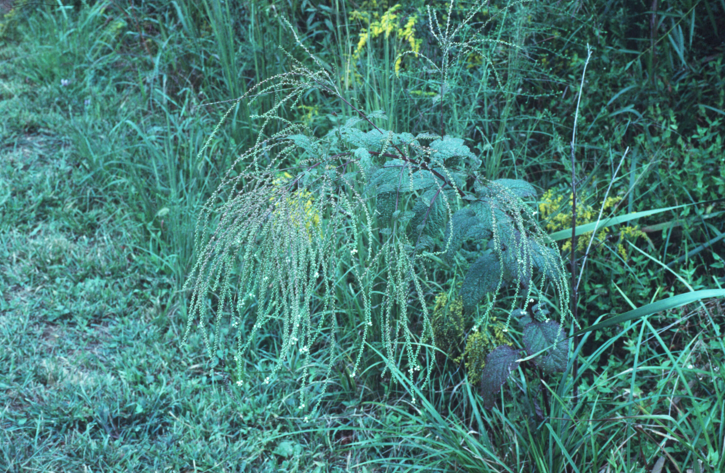 Image of white vervain