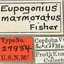Image of Eupogonius infimus (Thomson 1868)