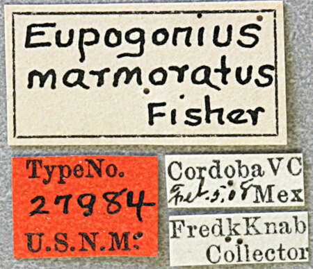 Image of Eupogonius infimus (Thomson 1868)