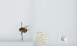 Bombus ephippiatus Say 1837 resmi