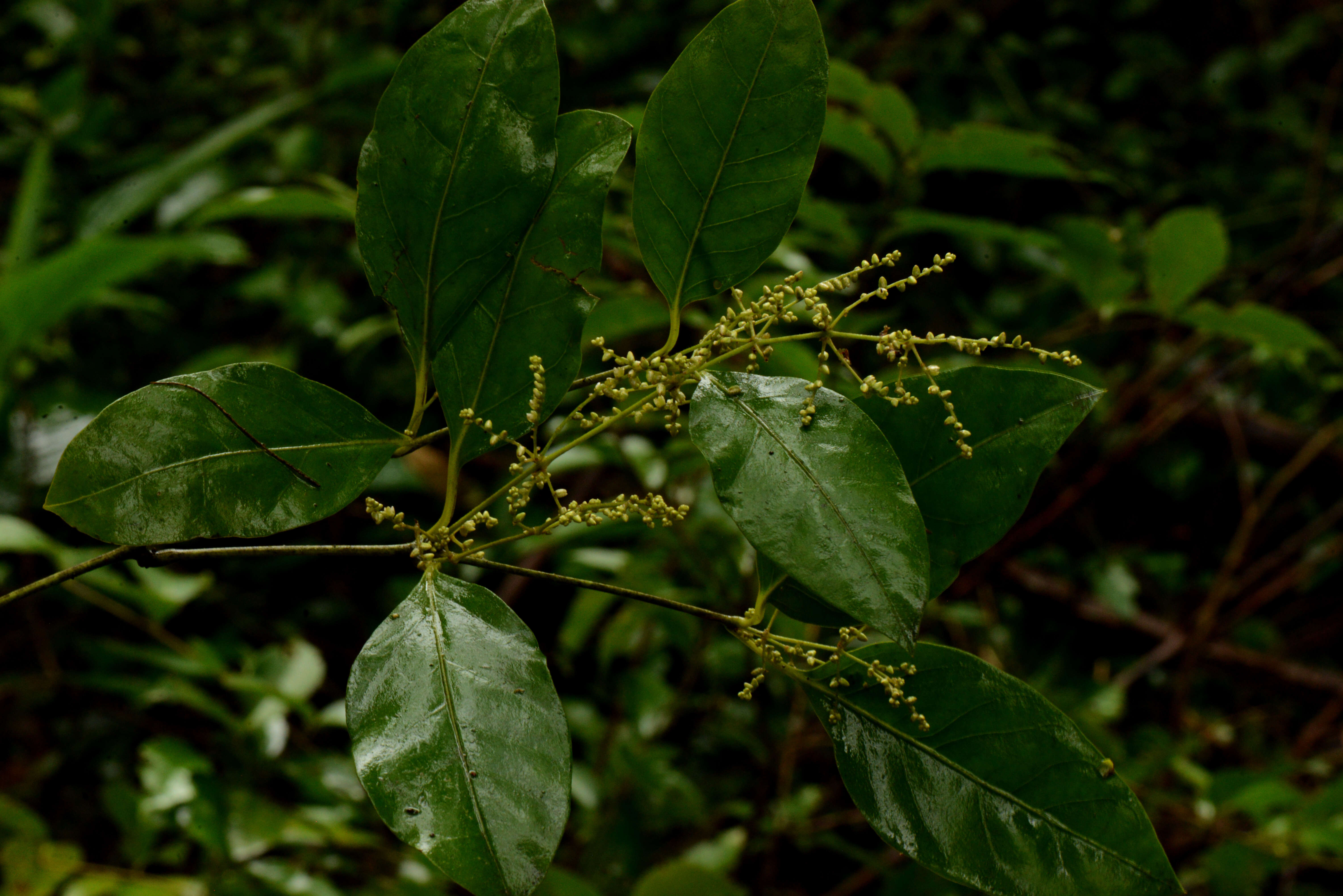 Image of Amaranthaceae