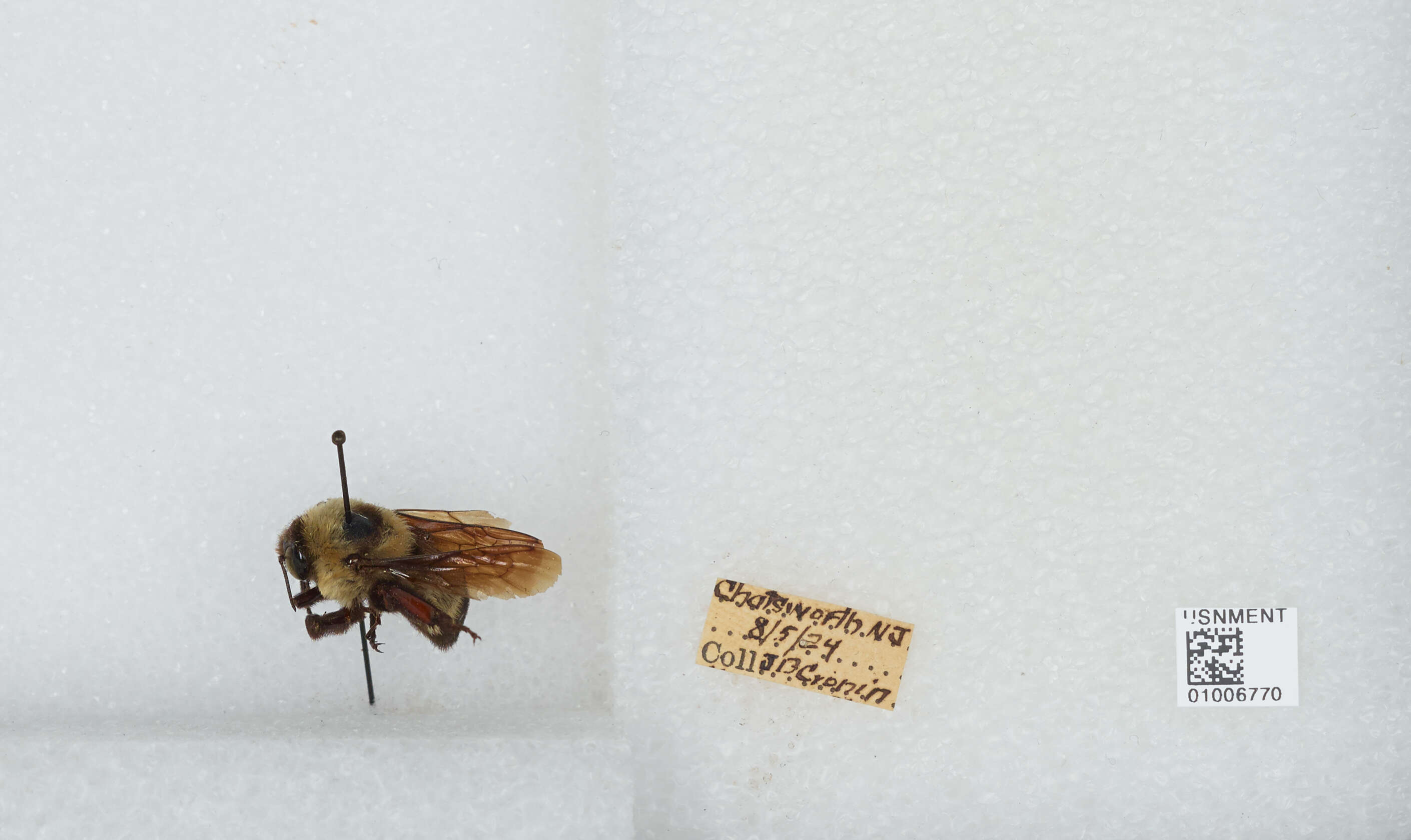 Слика од Bombus fraternus (Smith 1854)