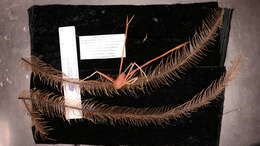 Image of Four-stick Black Coral