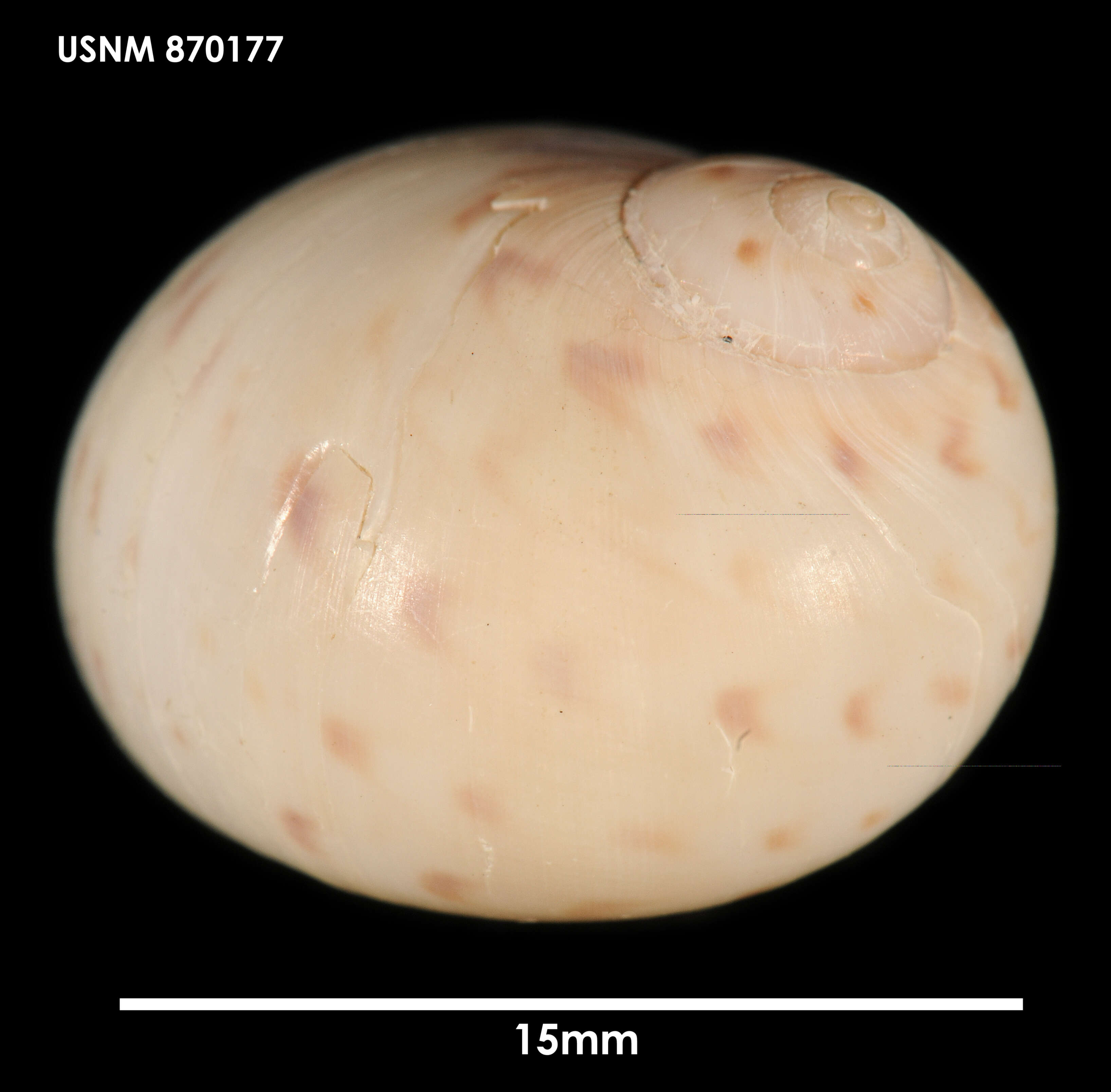 Image of New Zealand moonsnail