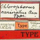 Image of Chlorophorus carinatus Aurivillius 1913