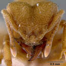 Image of Sericomyrmex harekulli arawakensis Weber 1937