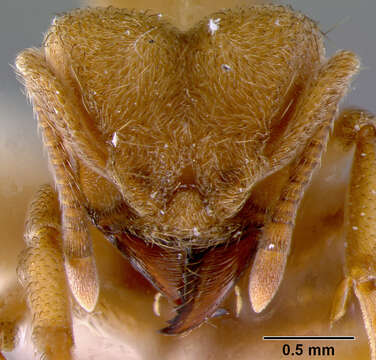 Image of Sericomyrmex harekulli Weber 1937