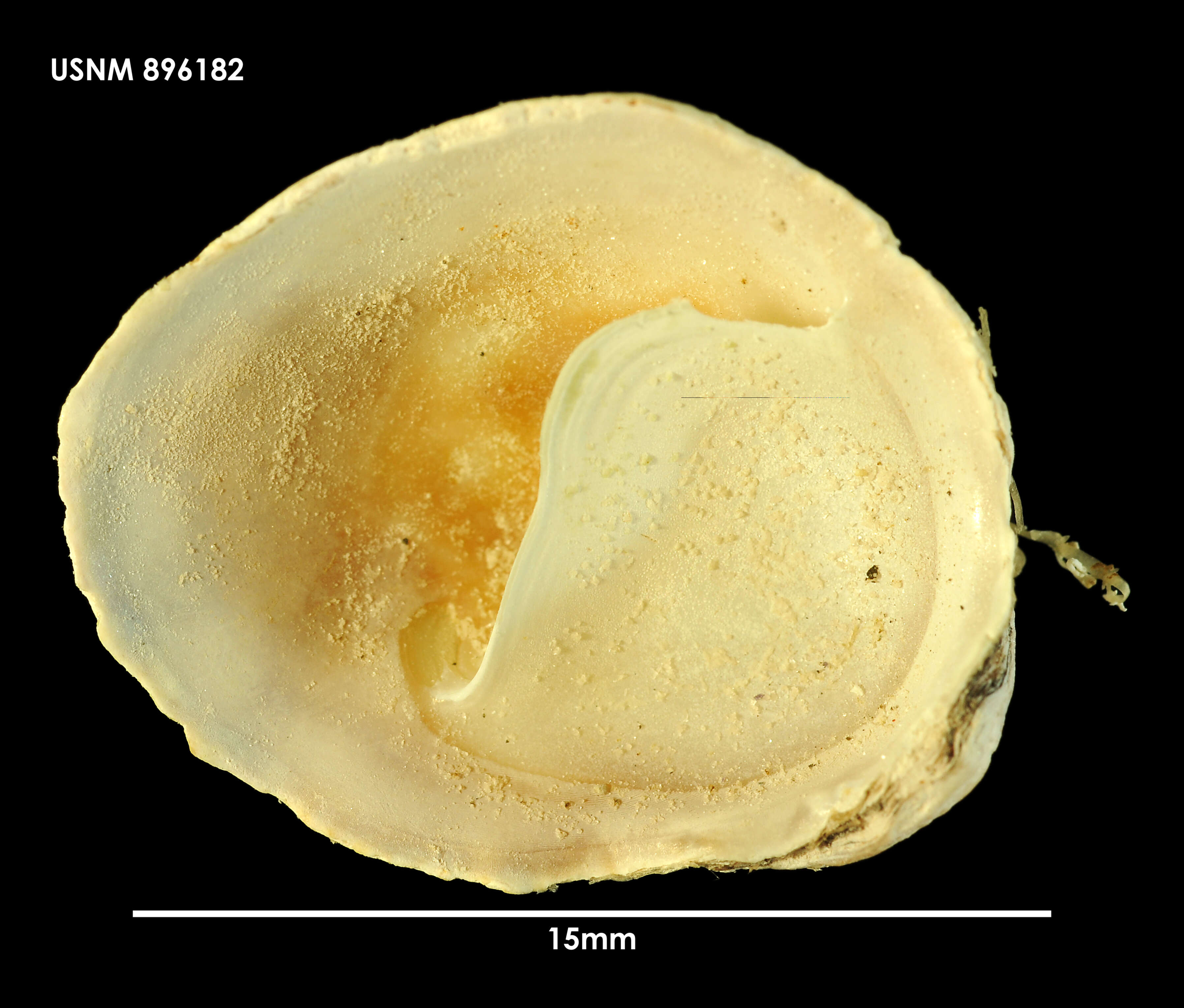 Слика од Crepipatella dilatata (Lamarck 1822)