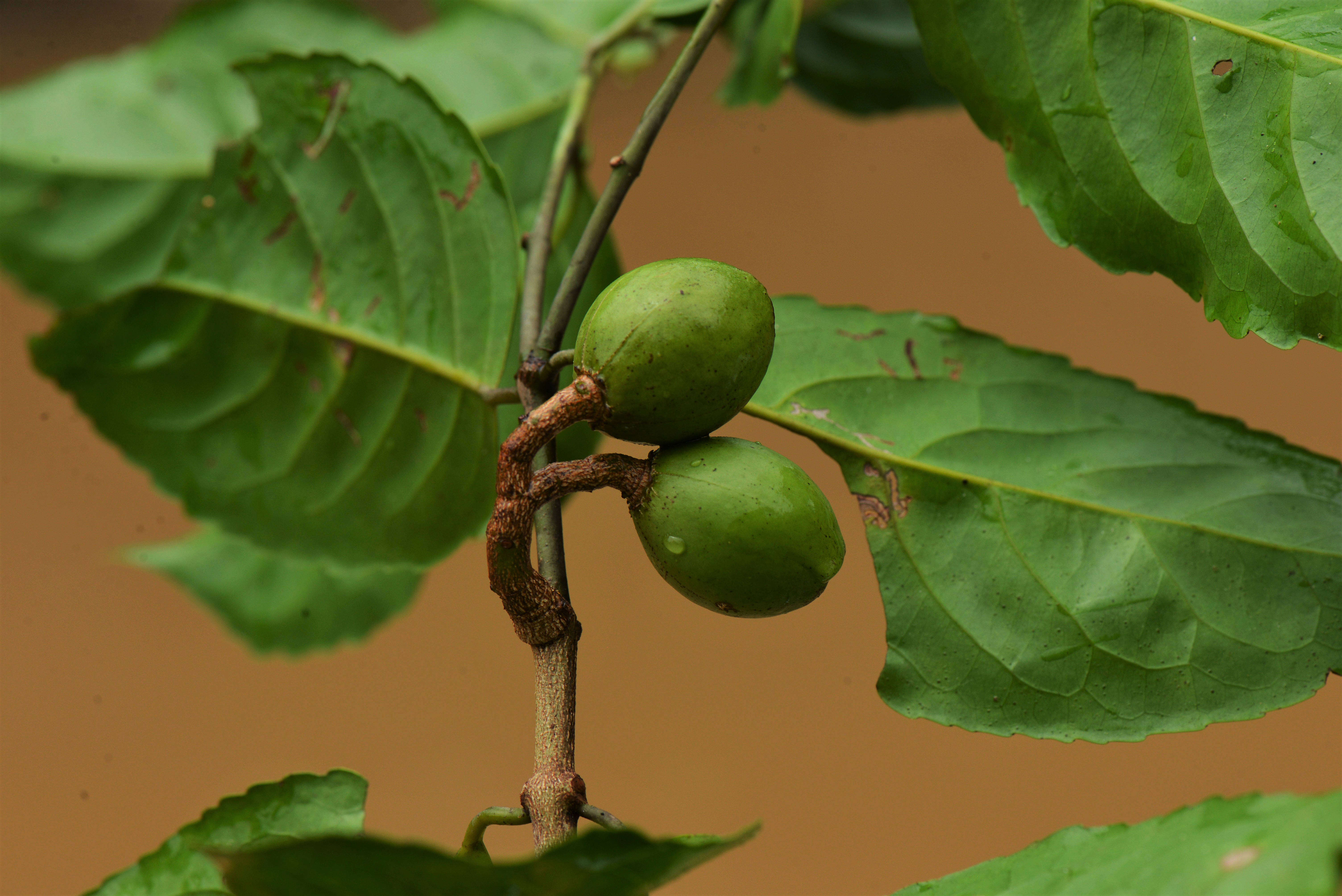 Слика од Celastraceae