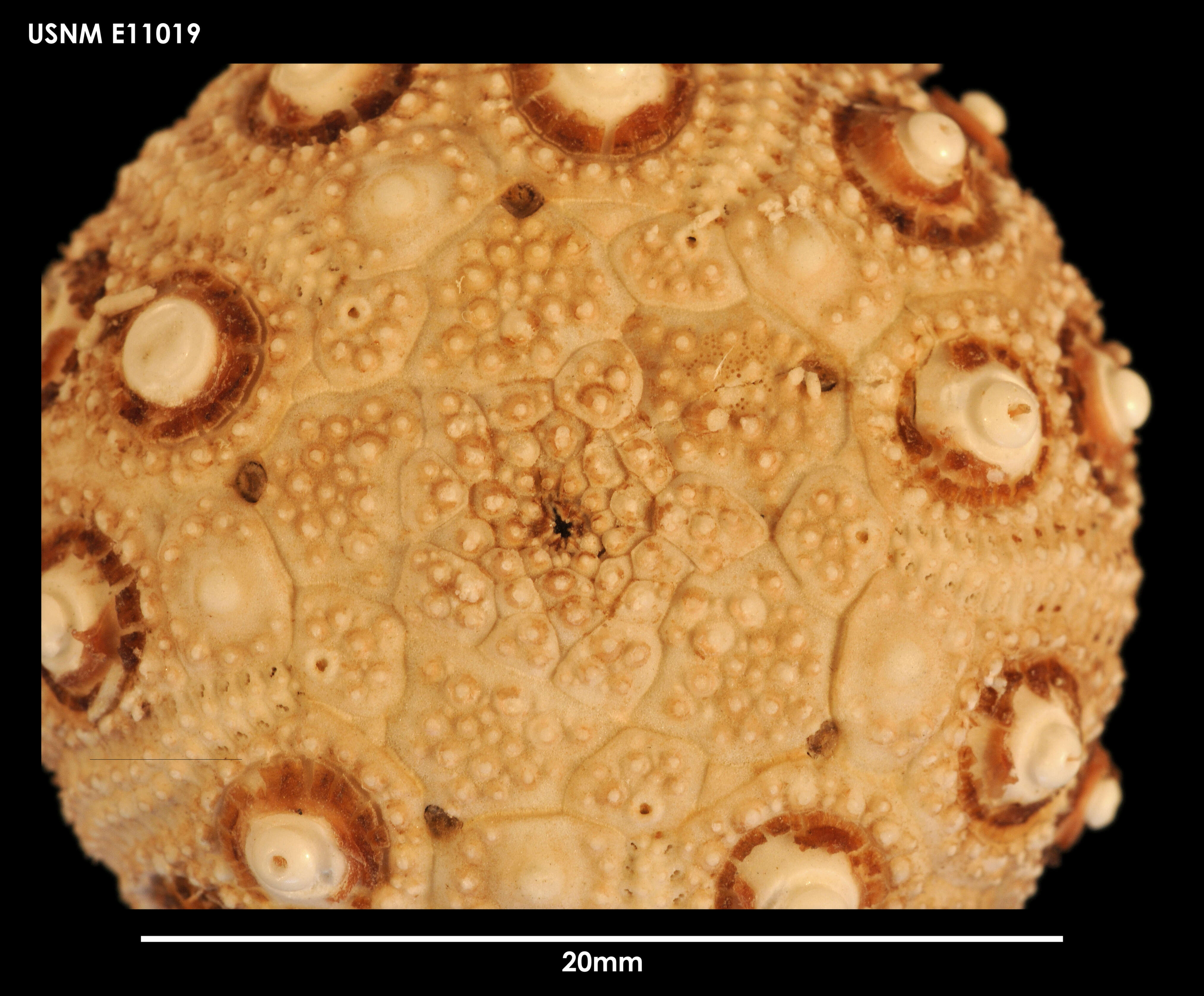 Image of Notocidaris hastata Mortensen 1909