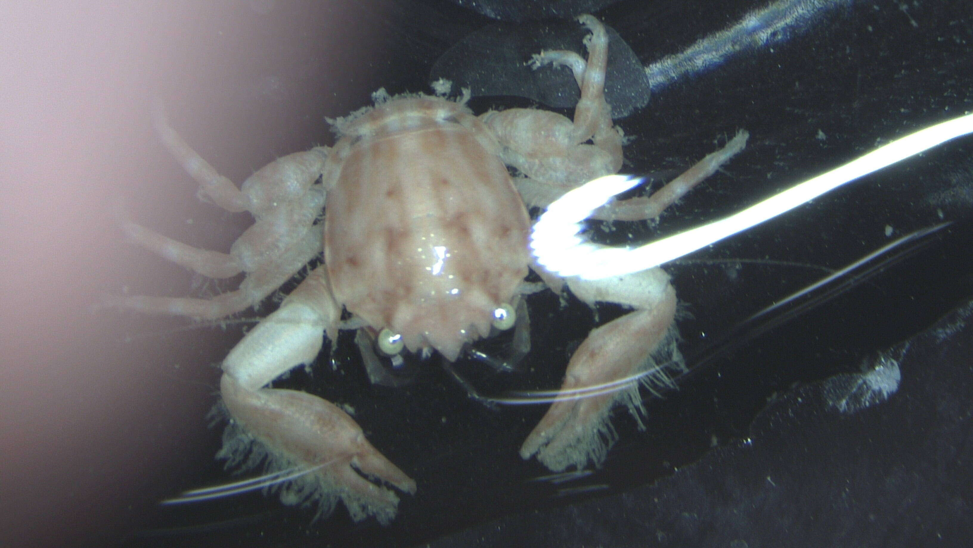 Image of striped porcelain crab