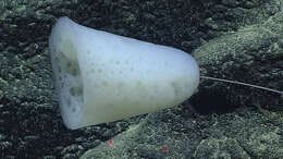 Image of animals
