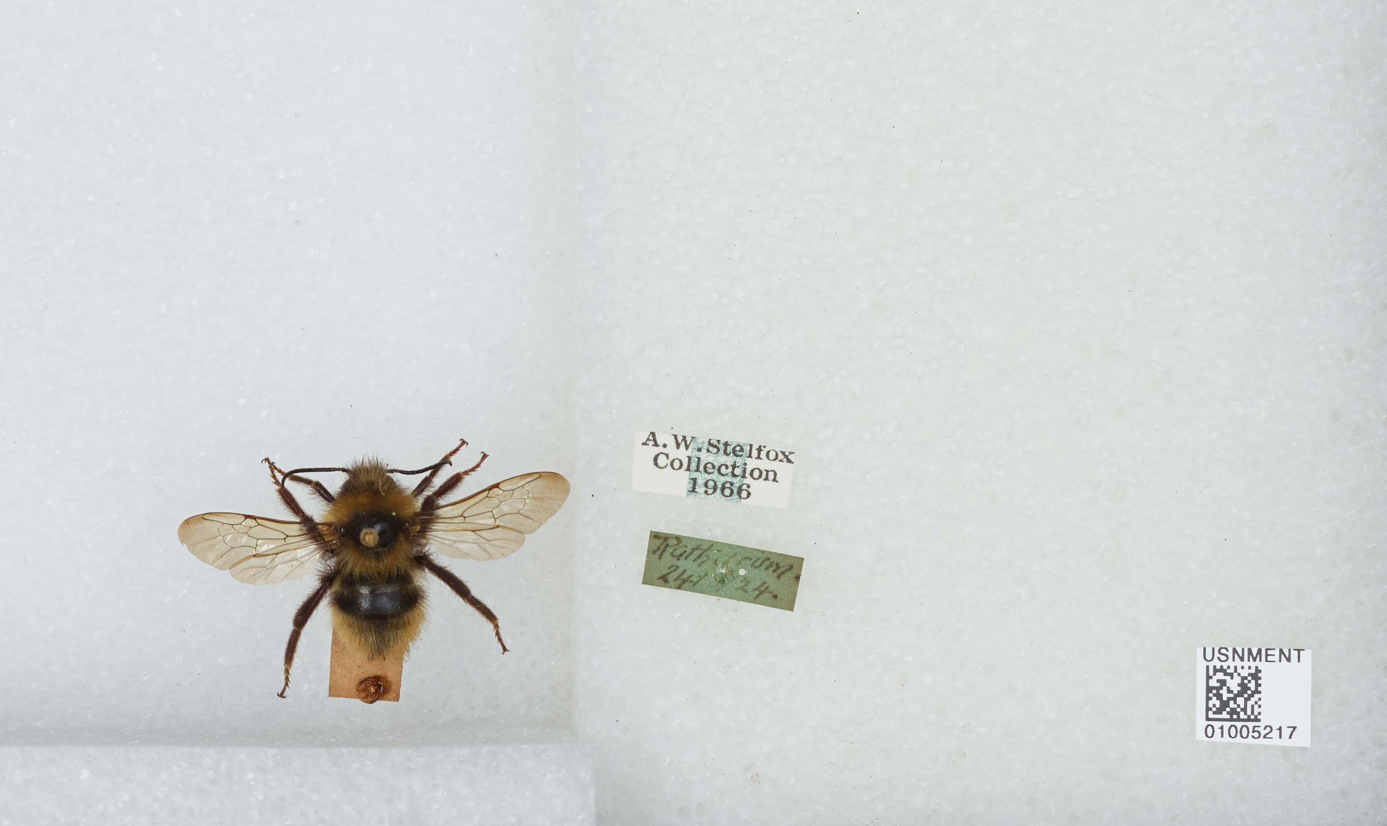 Image of Bombus campestris (Panzer 1801)