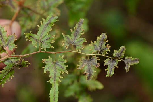 Image of Lygodium venustum Sw.