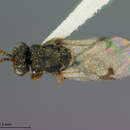 Image of Stigmeurytoma eucalypti (Ashmead 1900)