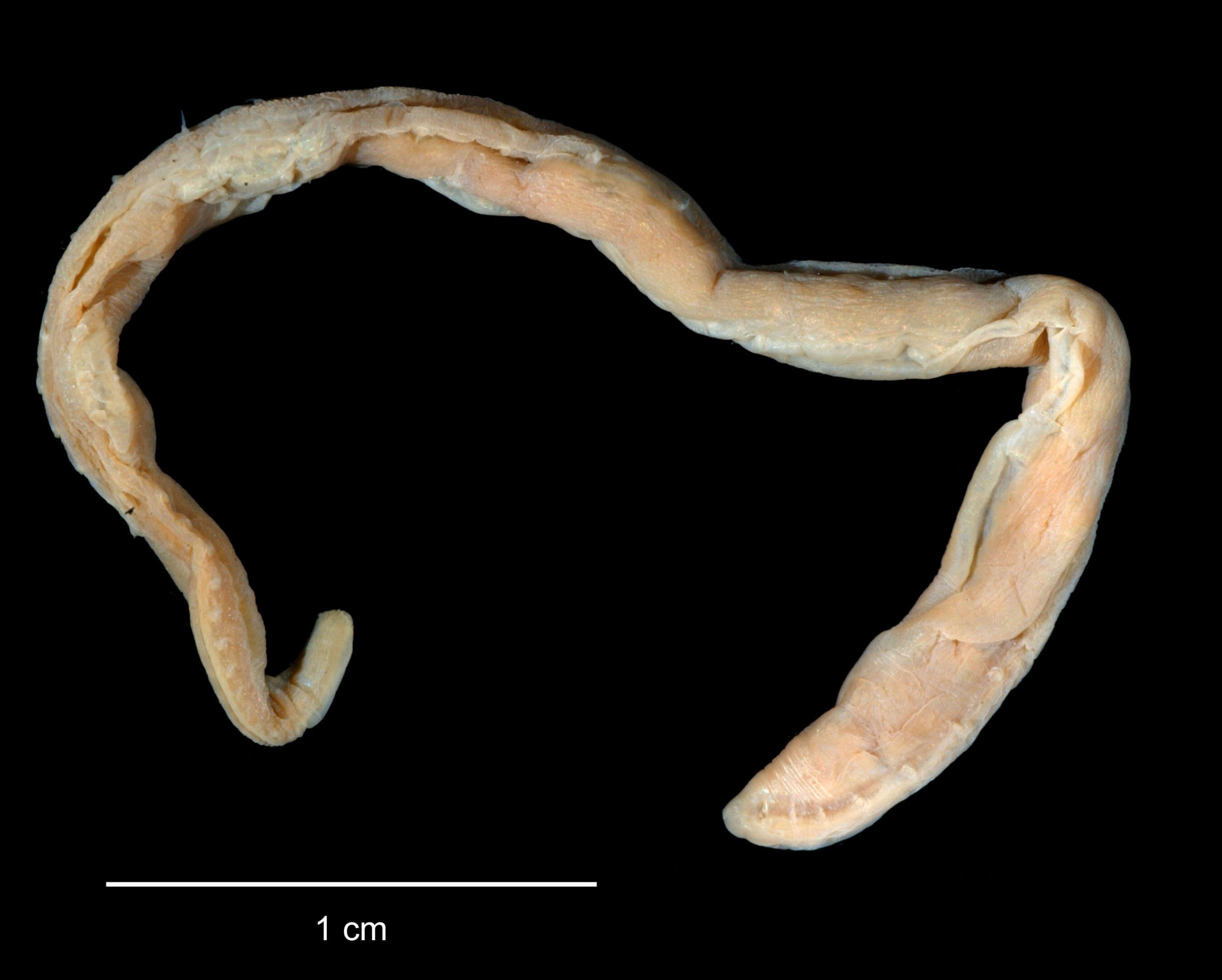 Sivun Ophelina nematoides (Ehlers 1913) kuva