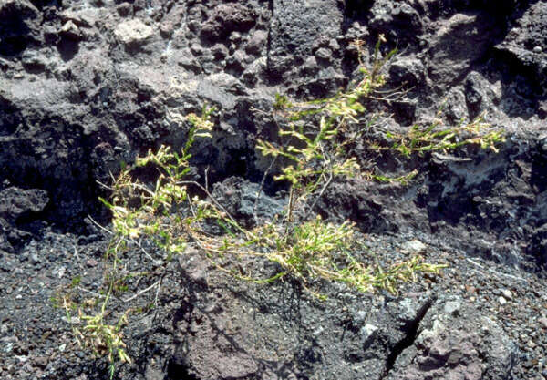 Image of Hawai'i catchfly