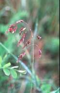 Image of Large-Glume Blue Grass