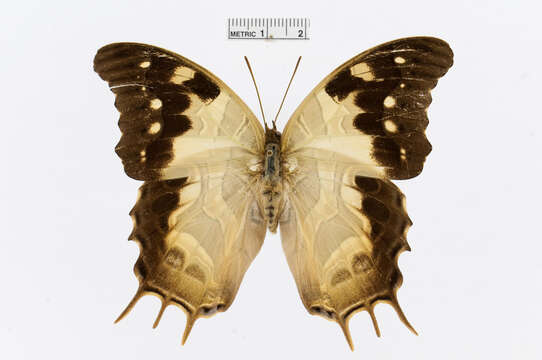 Charaxes analava Ward 1872的圖片